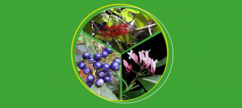 Final restitution symposium of the ANR program « Evometonicks »