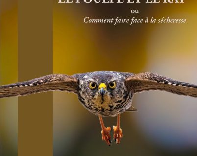 LE POULPE ET LE RAT ou Comment faire face à la sécheresse